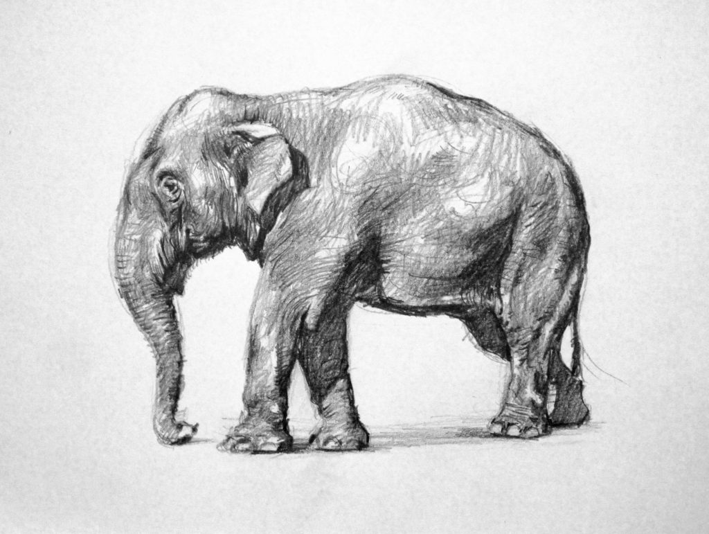 elephant drawing