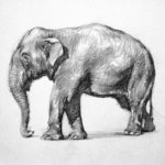 elephant drawing