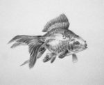 goldfish drawing