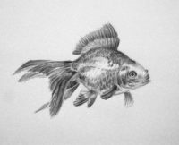 goldfish drawing