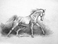 how to draw a horse