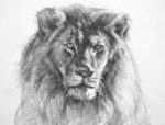 how to draw a lion