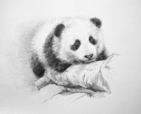 panda drawing