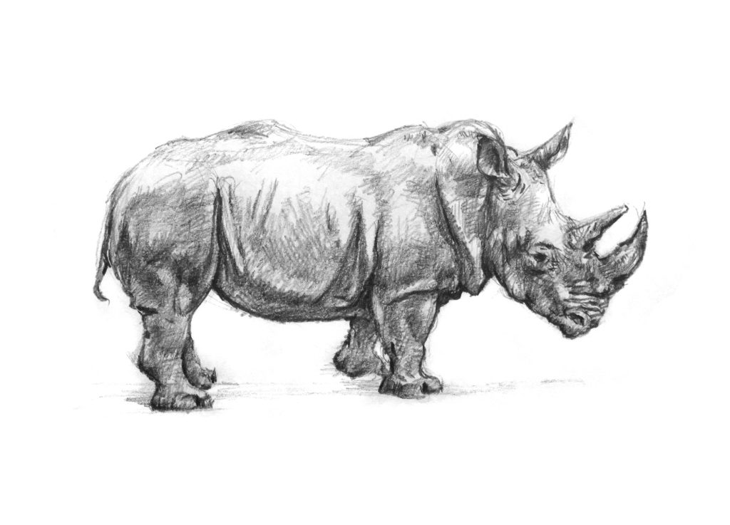 rhino drawing