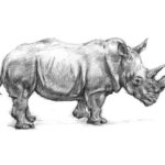 rhino drawing