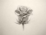 drawing a rose