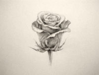drawing a rose