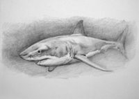 drawing a shark