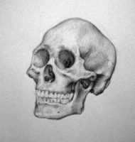 drawing a skull